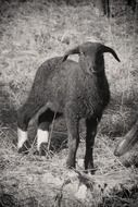 lamb in the hay in black white image