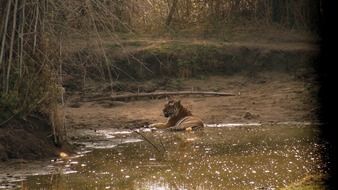 a tiger lies near a tree