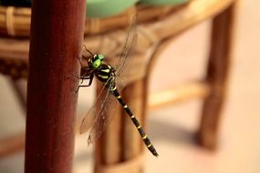 Black-yellow dragonfly