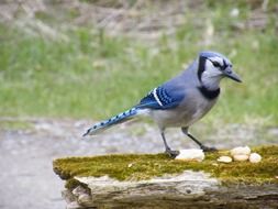 bird near the river