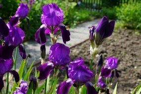 purple iris blooms in garden