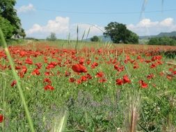 landscape of surprising beauty red poppies field