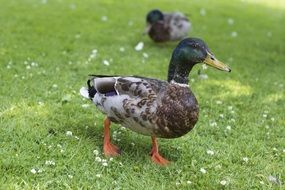 male duck on green grass