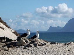 Seagulls in South Africa