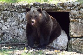 Picture of wild brown bear