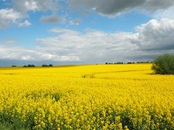 landscape of yellow oilseed rape yellow field