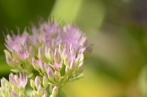 pink flower with greens closeup