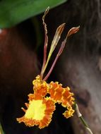 amazing butterfly orchid