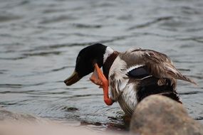 Beautiful and colorful duck shakes feathers off the lake