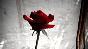 Scarlet rose against a white wall