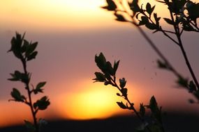 closeup photo of spring nature bloom in the sunset