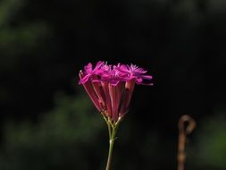 bright pink garden flower