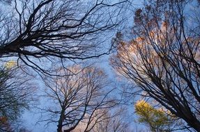 thick branches of trees against a blue sky