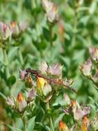 dragonfly on flowers