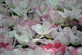 deliciously beautiful tulips