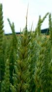 cereals green grain