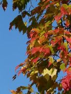 green-red maple leaves on a tree
