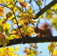 squirrel on an autumn tree