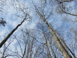 trunks and bare branches against the blue sky