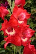 gladiolus flower