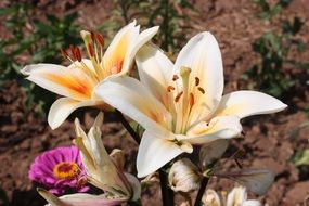 ornamental lily flowers