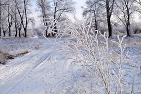 snow landscape branches