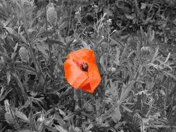 red poppy on black and white photo