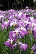 beautiful and delightful iris