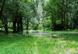 landscape of green creek trees
