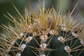 cactus spikes macro scene