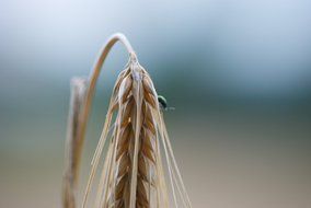 cornfield summer