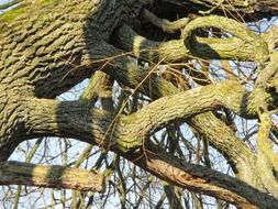 ornate branches of a large tree in the sun