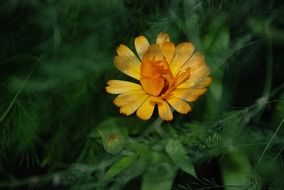 yellow flower with drops close-up