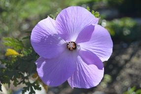 cute purple bloom floral natural