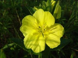 yellow flower in the wild nature