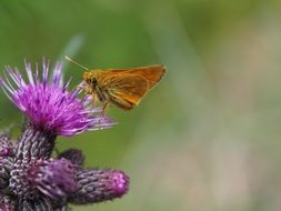 brown butterfly on purple thistle flower