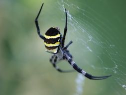 striped spider on the web