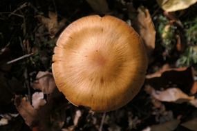 forest mushroom in the autumn leafs