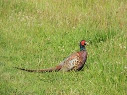 pheasant on a green meadow