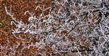 extraordinarily beautiful frost forest