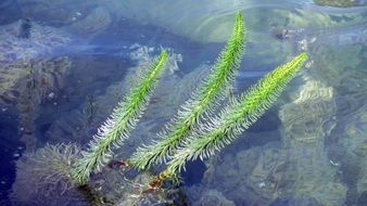 Green aquatic plants in the water