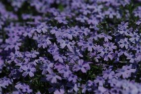 purple phlox