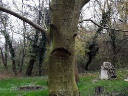 gravestone at autumn forest