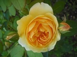 yellow rose in the garden on a green bush