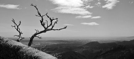 dead tree over mountain landscape in black and white