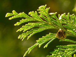 plant with fruit closeup