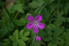 purple geranium flower closeup