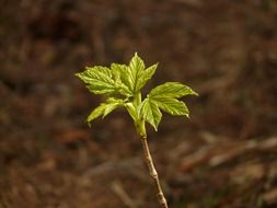 young maple plant