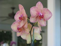 beautiful orchid close up