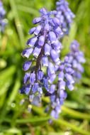 purple grape hyacinths close up